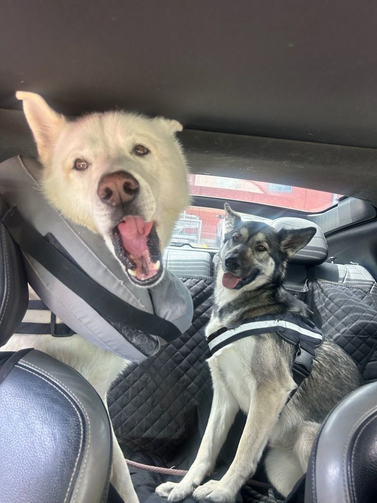 IvyInu_SOL's tweet image. Your mission: create a meme about our race against time and our fight for a holistic solution. Shill it, and help us fund Operation Rewild. #CryptoContest #Community #SolanaGems #Shill #IvyInu $IVY