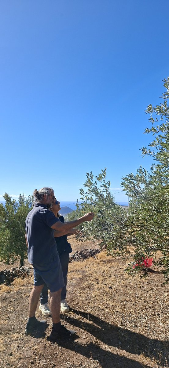 mejoradeolivo's tweet photo. Siempre interesantes los ensayos de variedades de olivo que evaluamos en Tenerife fruto de la colaboración @IfapaJunta y @AgrocabildoTfe, donde estudiamos las peculiaridades del cultivo en esta zona de clima subtropical. https://t.co/UHalJh3zD9