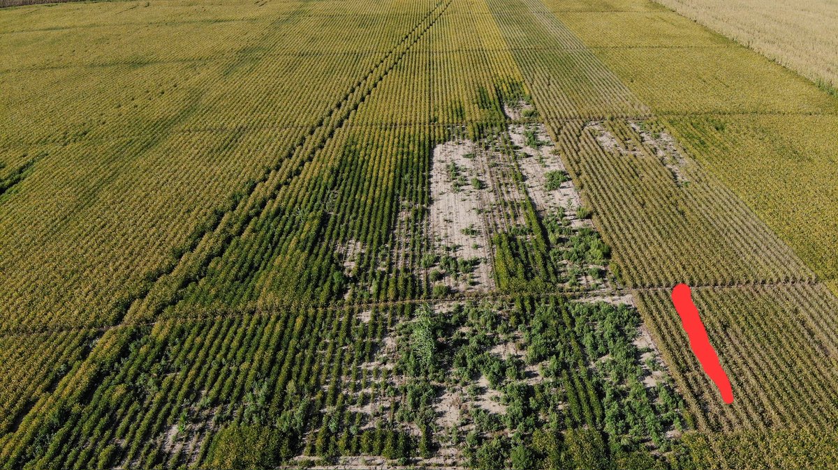 Last look at our high Ph <a href="/ChannelSeed/">Channel Seed</a> soybean plot before harvest.  Can you spot the new 3725RXF? We'll give you a hint..