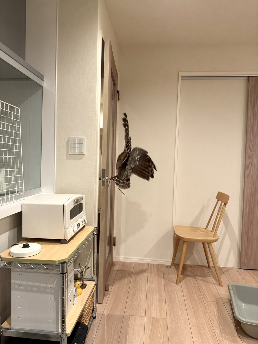 ドアを開ける瞬間のフクロウ