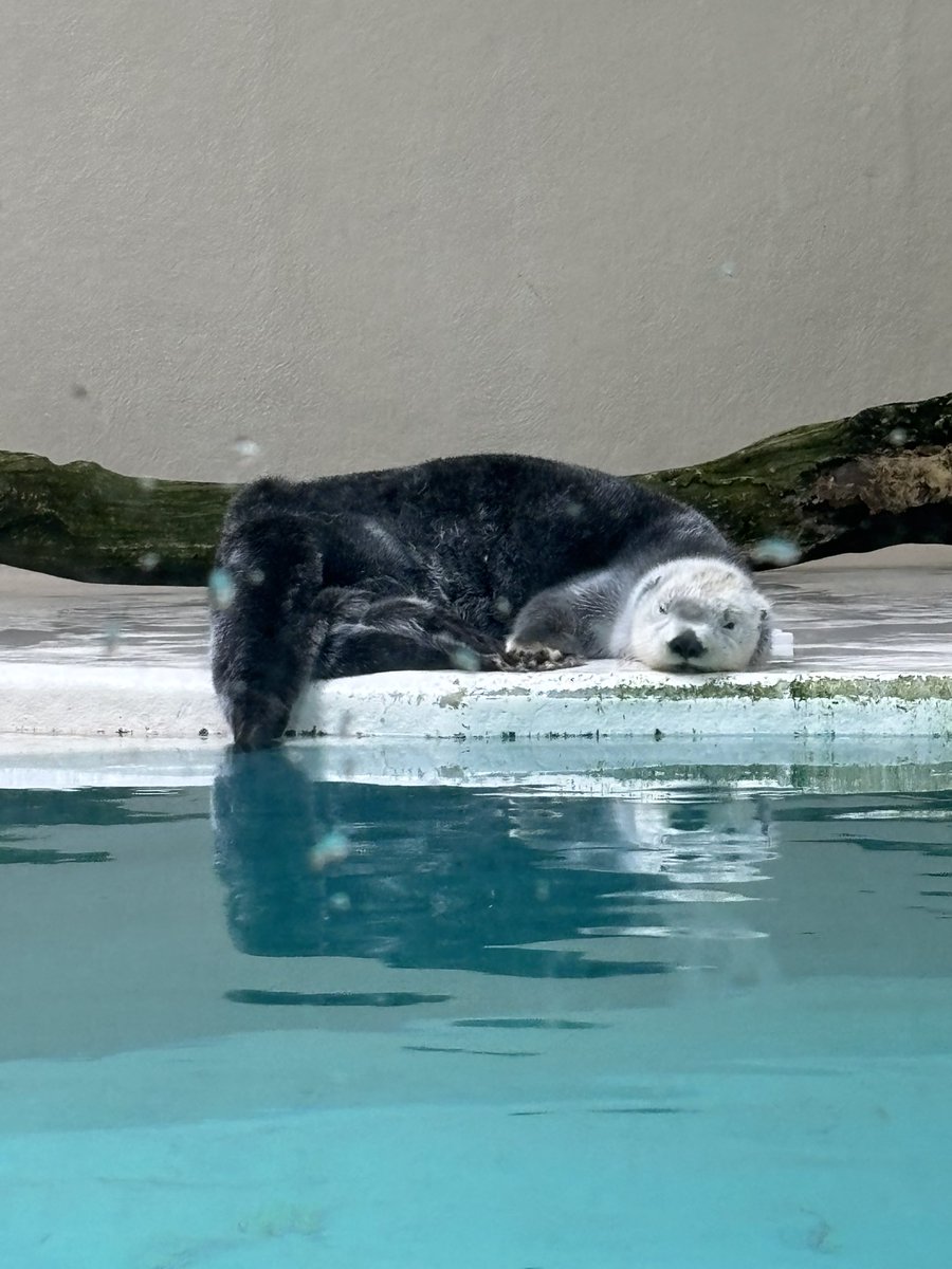 Hirakkoder's tweet image. 名古屋三重で観光して美味しいもの沢山食べました🐣
念願の鳥羽水族館やぴよりん、伊勢神宮と赤福本店などなど……
明日から大阪!日曜日に #デイトラ 大阪オフ会に参加します✨️ 当日会ったら話してください🙏
金土の空いた時間は、昨日受注した追加ページを構築して旅行代をペイします👩💻