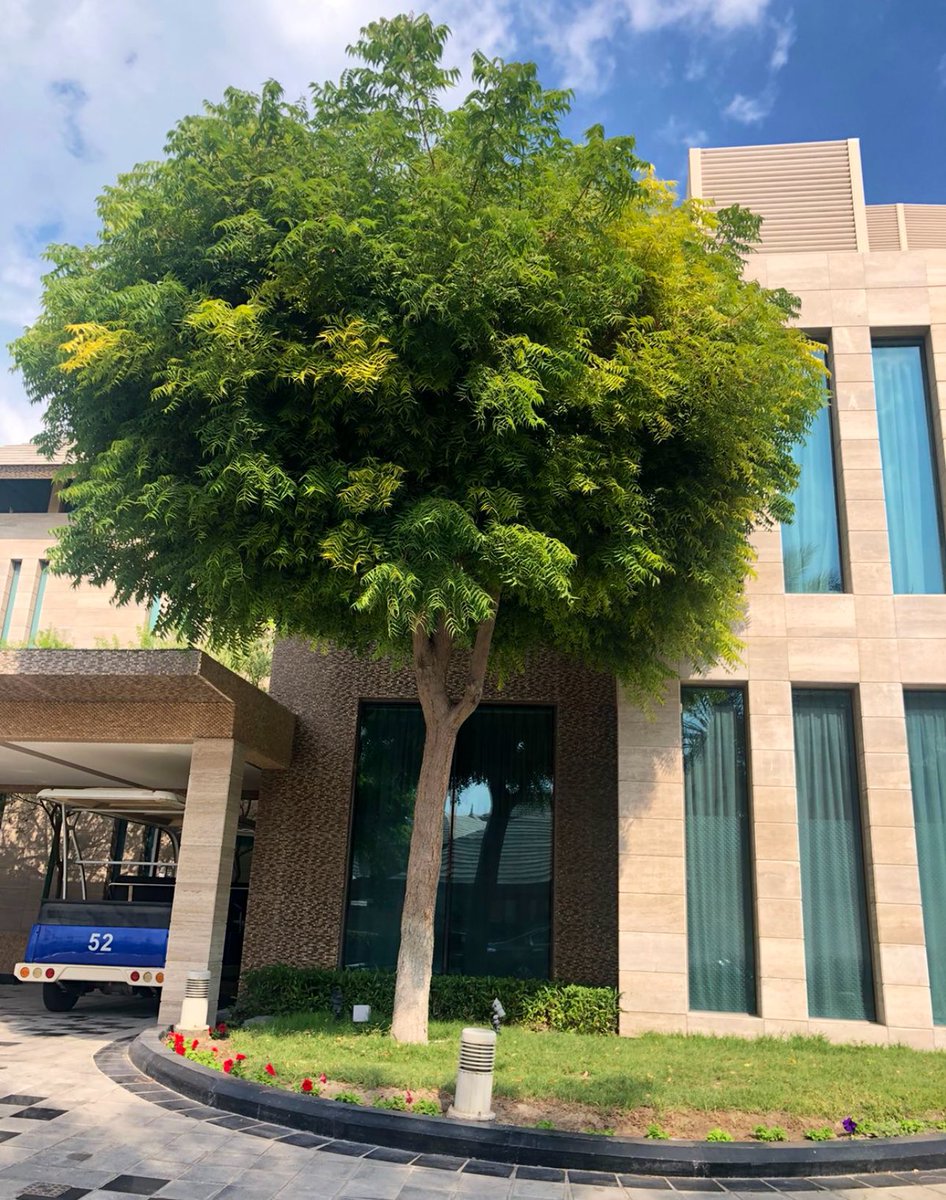 "عبدالكريم الناجم":

أفضل شجرتين يمكن زراعتها في منزلك:

• شجرة التيرميناليا 
• شجرة النيم 

ظل وجمال وخضراء طوال العام.