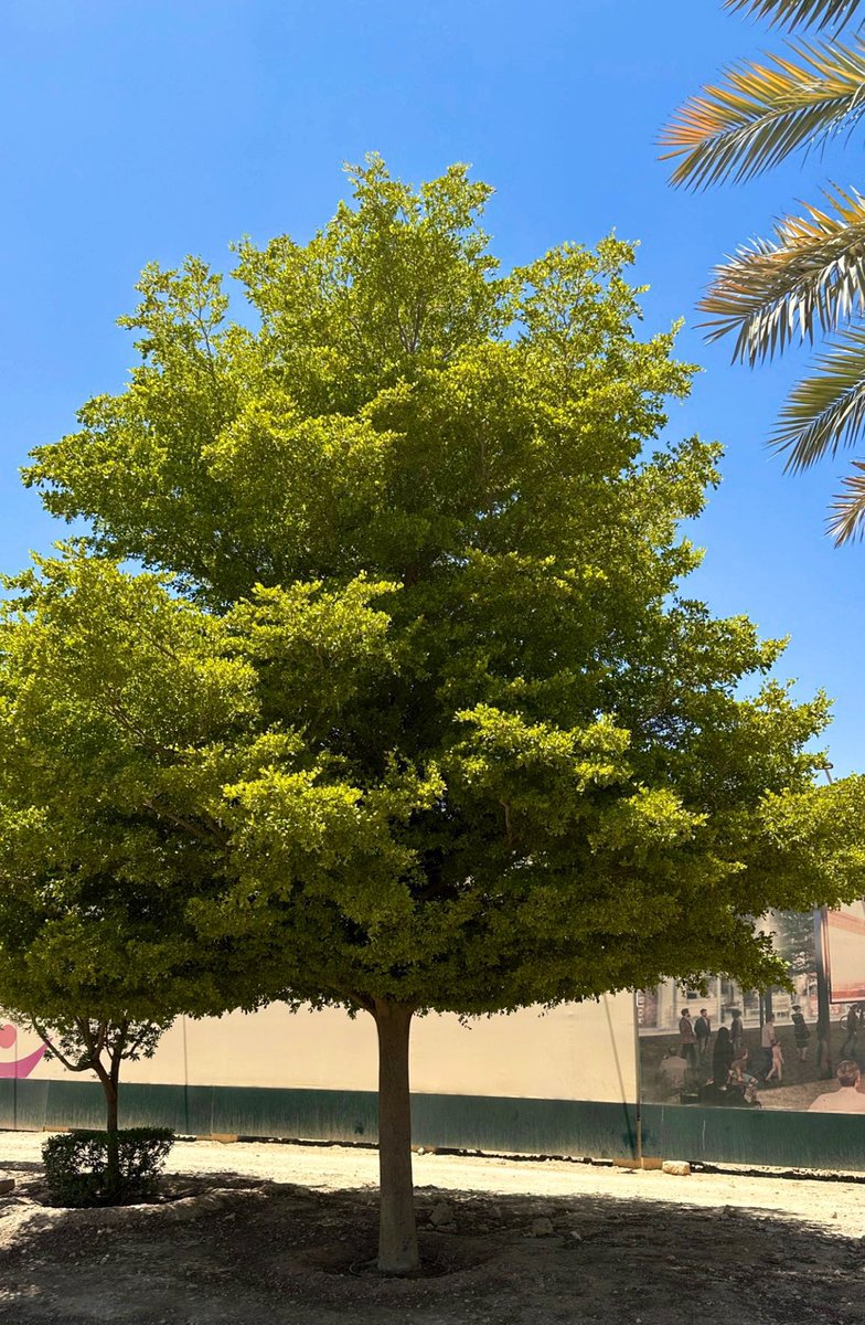 هاشتاق السعودية tweet media