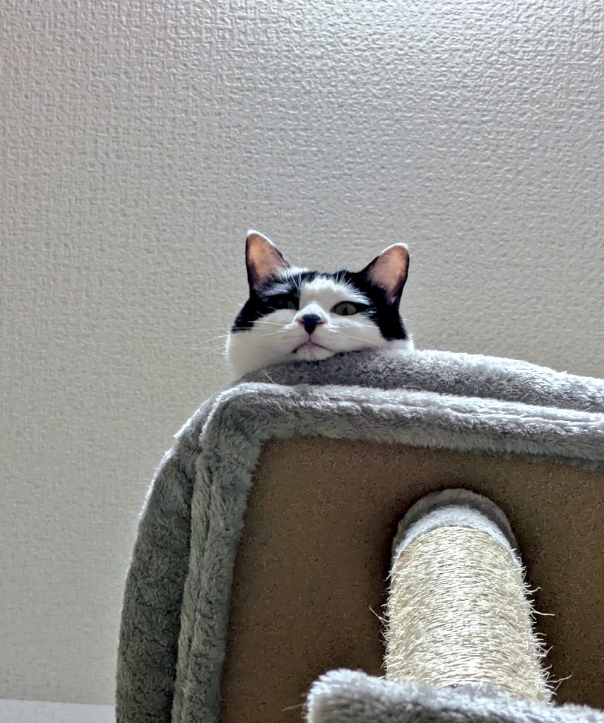 ねこちゃんに見下される人生も悪くない