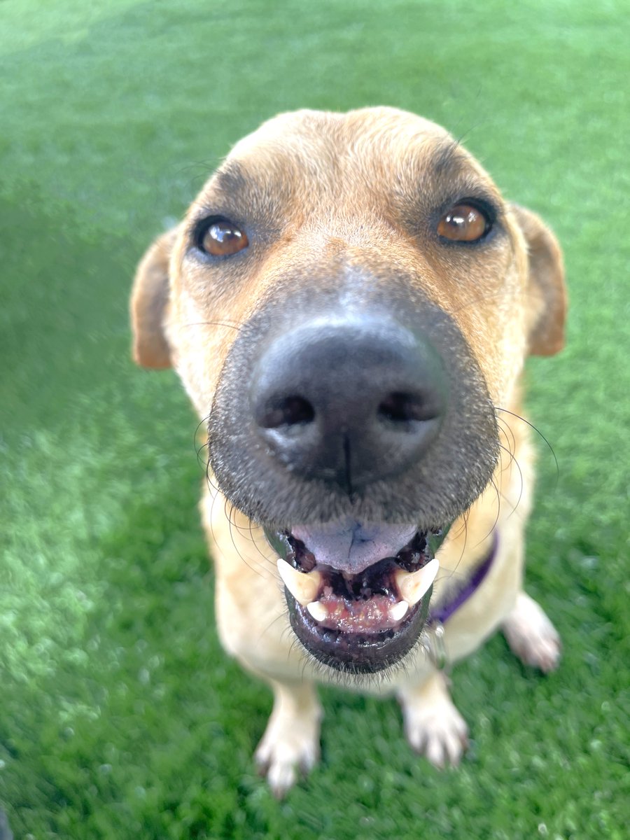 CollierCountyDAS tweet media