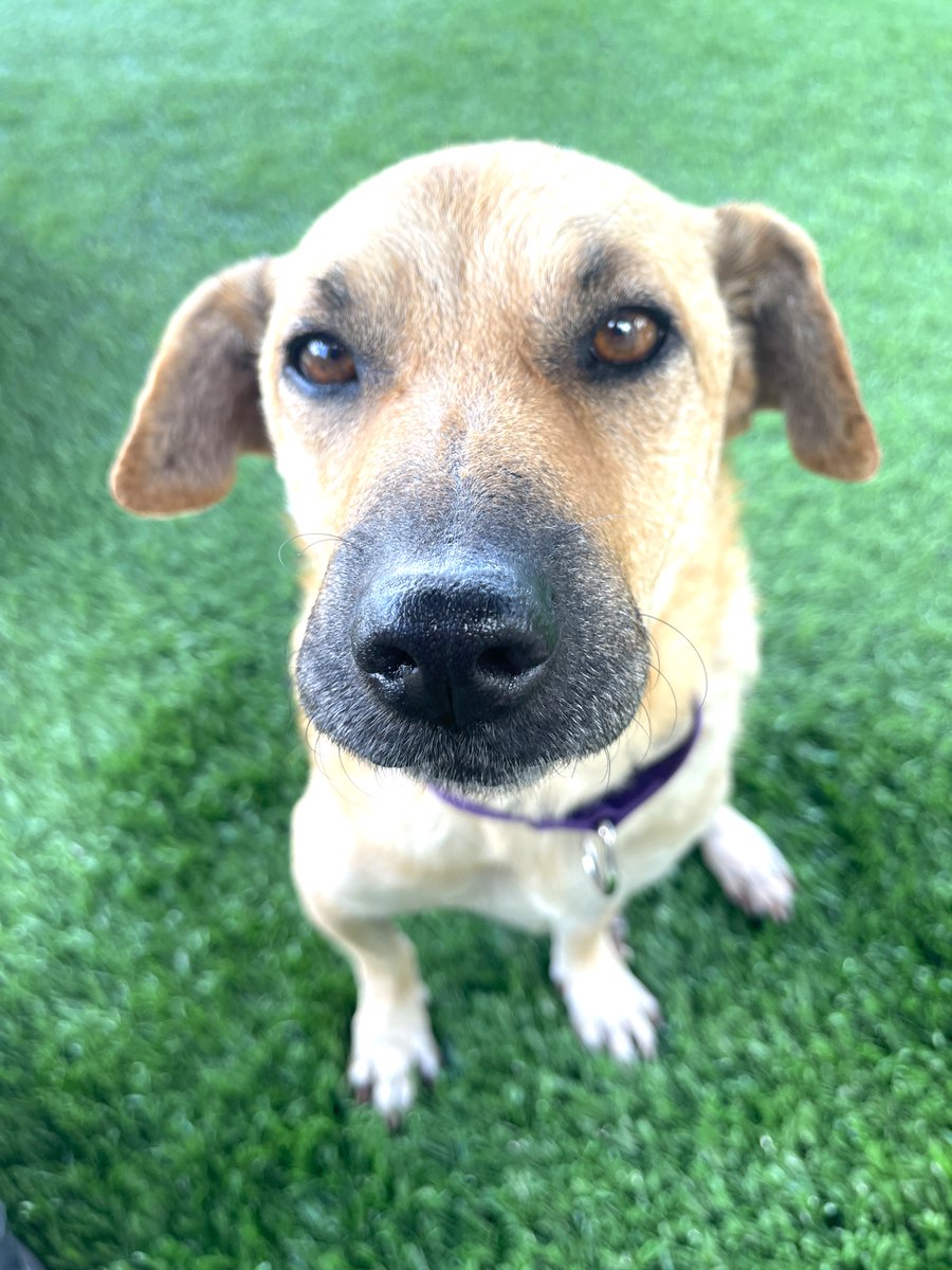 CollierCountyDAS tweet media