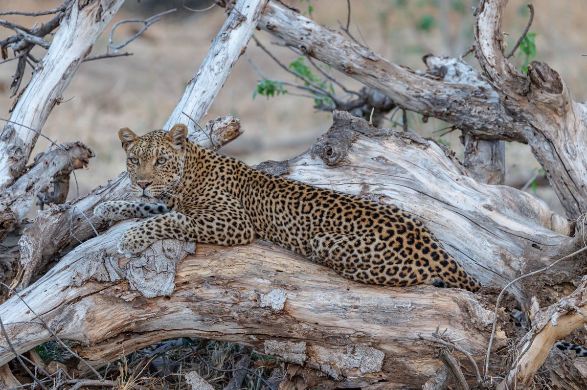 Mashatu Game Reserve in Botswana spoilt us, 3 leopards in the first 3 days, all related to each other and each with their own territory and own story. Unforgettable. #leopard #mashatu #botswana