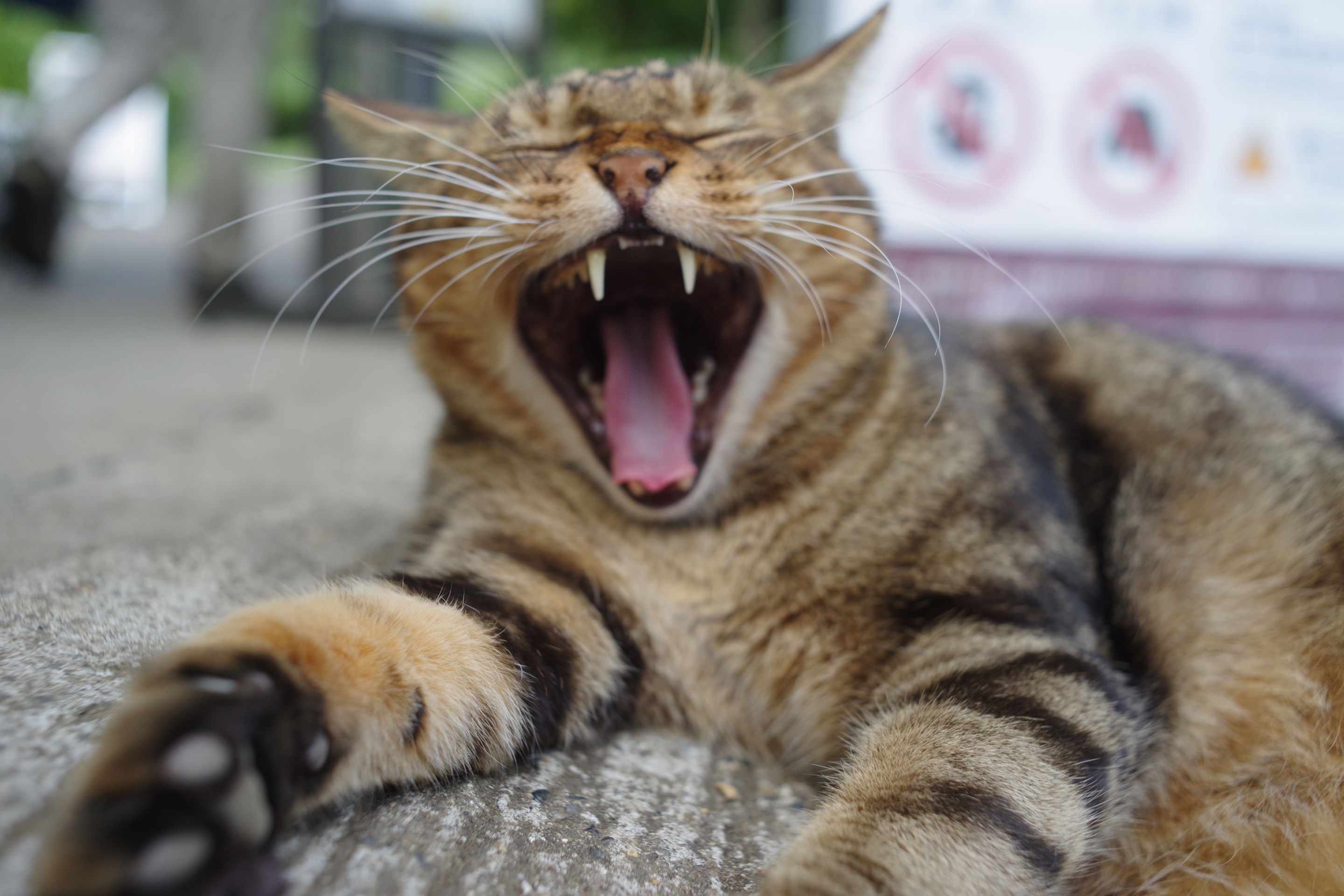 ネコ necoco ネココ 仔猫からのしつけにもぴったりな キャットルーム