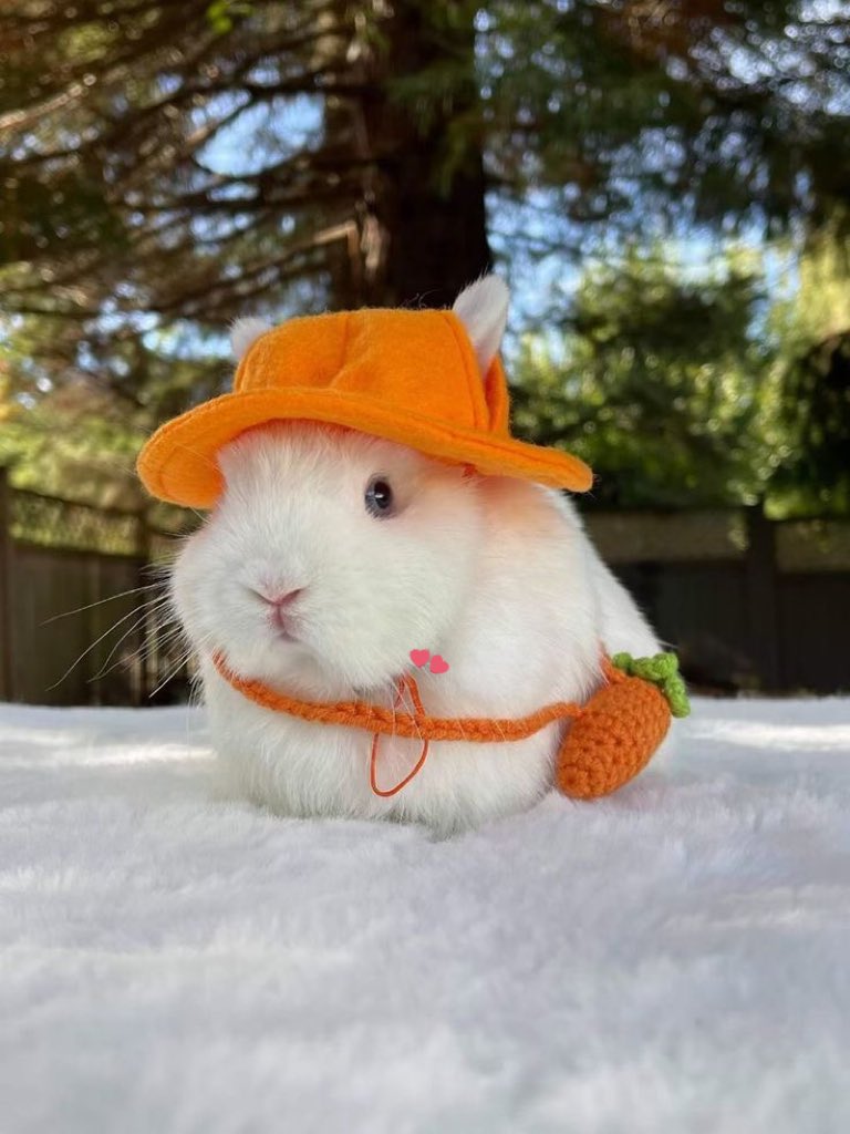 u_han94's tweet photo. YALL I FOUND ORANGE BUNNY JUNMYEON OMG 🍊🍊🍊🍊🧡🧡🧡🧡😭😭😭😭😭😭😭😭😭😭😭😭😭😭 https://t.co/s6MEK6qZky