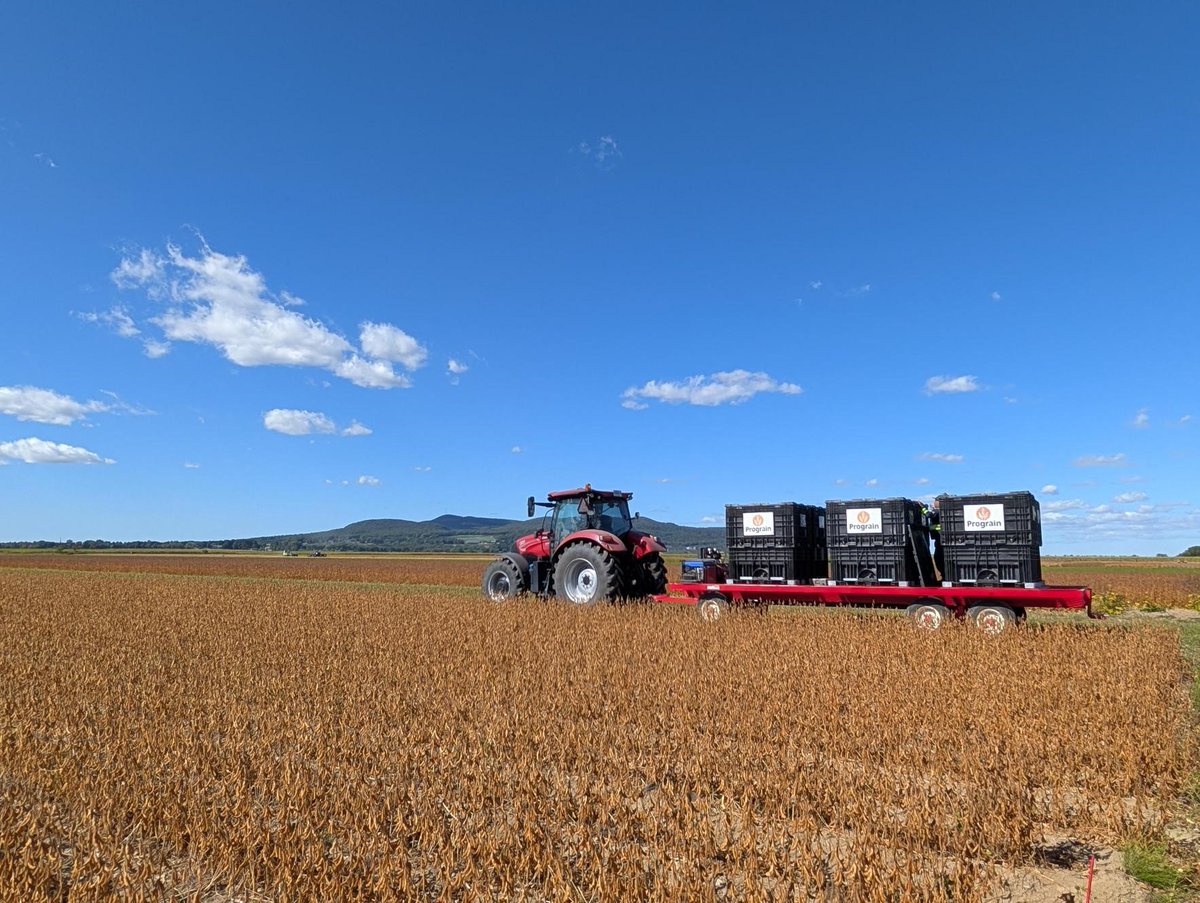 Friday, September 19, our team harvested our first breeder seed variety of the season!
