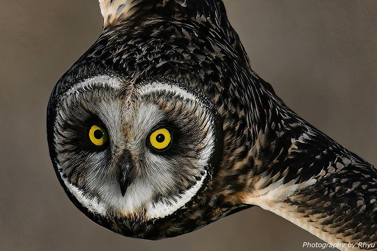TTK_Rhyukun's tweet image. #愛用レンズを画像付きで布教する
Nikon AF-S NIKKOR 500mm f/4G ED VR
テレコン無しでガチピンきたら脳汁溢れる
開放でも全然よき 重いけど割と手持ちイケる
中古価格だいぶ下がってきたからオススメ