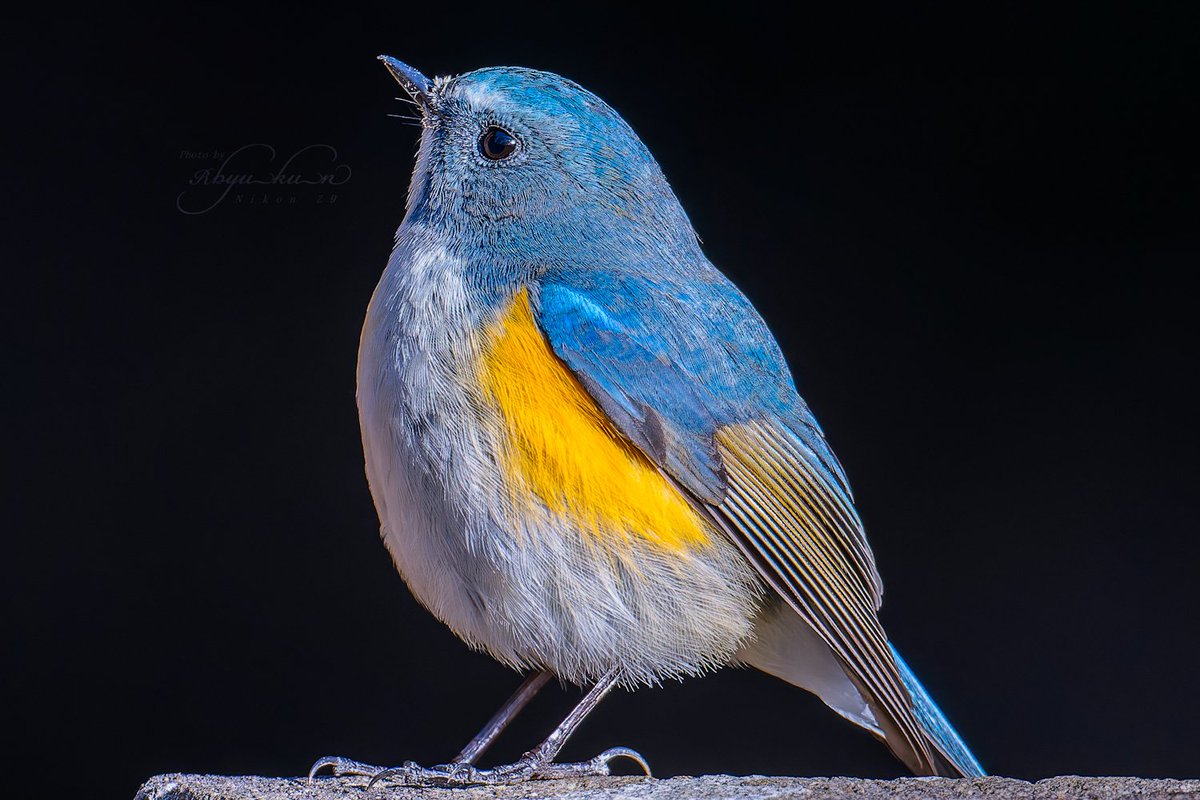 TTK_Rhyukun's tweet image. #愛用レンズを画像付きで布教する
Nikon AF-S NIKKOR 500mm f/4G ED VR
テレコン無しでガチピンきたら脳汁溢れる
開放でも全然よき 重いけど割と手持ちイケる
中古価格だいぶ下がってきたからオススメ
