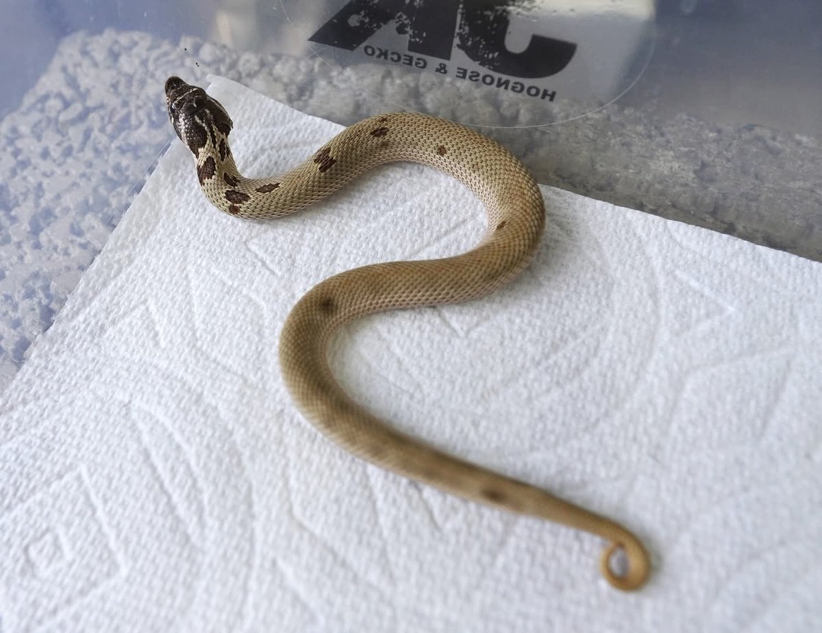 ReptileJk's tweet photo. Very special pattern 💚🩶🐽🩶💚
Almost patternless

2025 (1pair)
Arctic Anaconda 66%Het Albino 

Thanks, 
JK Reptile Company

Website 
https://t.co/VRCeoM1XPP

#豬鼻蛇
#hognosesnakes
#snake
#玩具蛇
#寵物蛇
#シシバナヘビ
#파충류
#爬虫類 https://t.co/eSMg8aRQK2