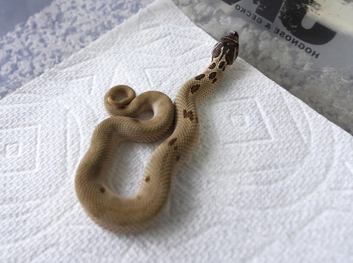ReptileJk's tweet photo. Very special pattern 💚🩶🐽🩶💚
Almost patternless

2025 (1pair)
Arctic Anaconda 66%Het Albino 

Thanks, 
JK Reptile Company

Website 
https://t.co/VRCeoM1XPP

#豬鼻蛇
#hognosesnakes
#snake
#玩具蛇
#寵物蛇
#シシバナヘビ
#파충류
#爬虫類 https://t.co/eSMg8aRQK2