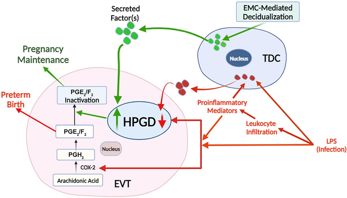 AJPathology's tweet image. #LegacyContent: Decidual Cells Block Inflammation-Mediated Inhibition of 15-Hydroxyprostaglandin Dehydrogenase in Trophoblasts.  Authors from @USFHealthMed
#OpenAccess: ajp.amjpathol.org/article/S0002-…