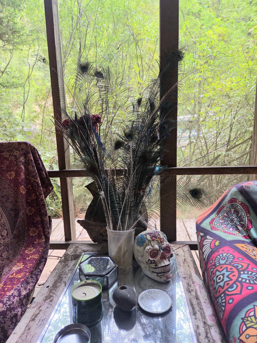 Starting to collect Rad's 2025 tail! He's been very busy grooming to release his feathers. He's no longer fanning his tail this year, something we will miss until next spring! In a few more days he will be way more "travel size!' 

💚🦚💙
#radthepeacock