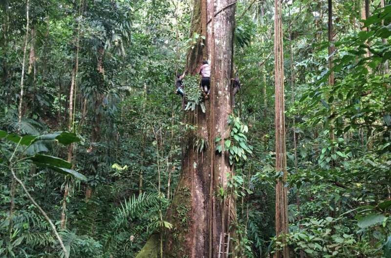 ForestPlots tweet media