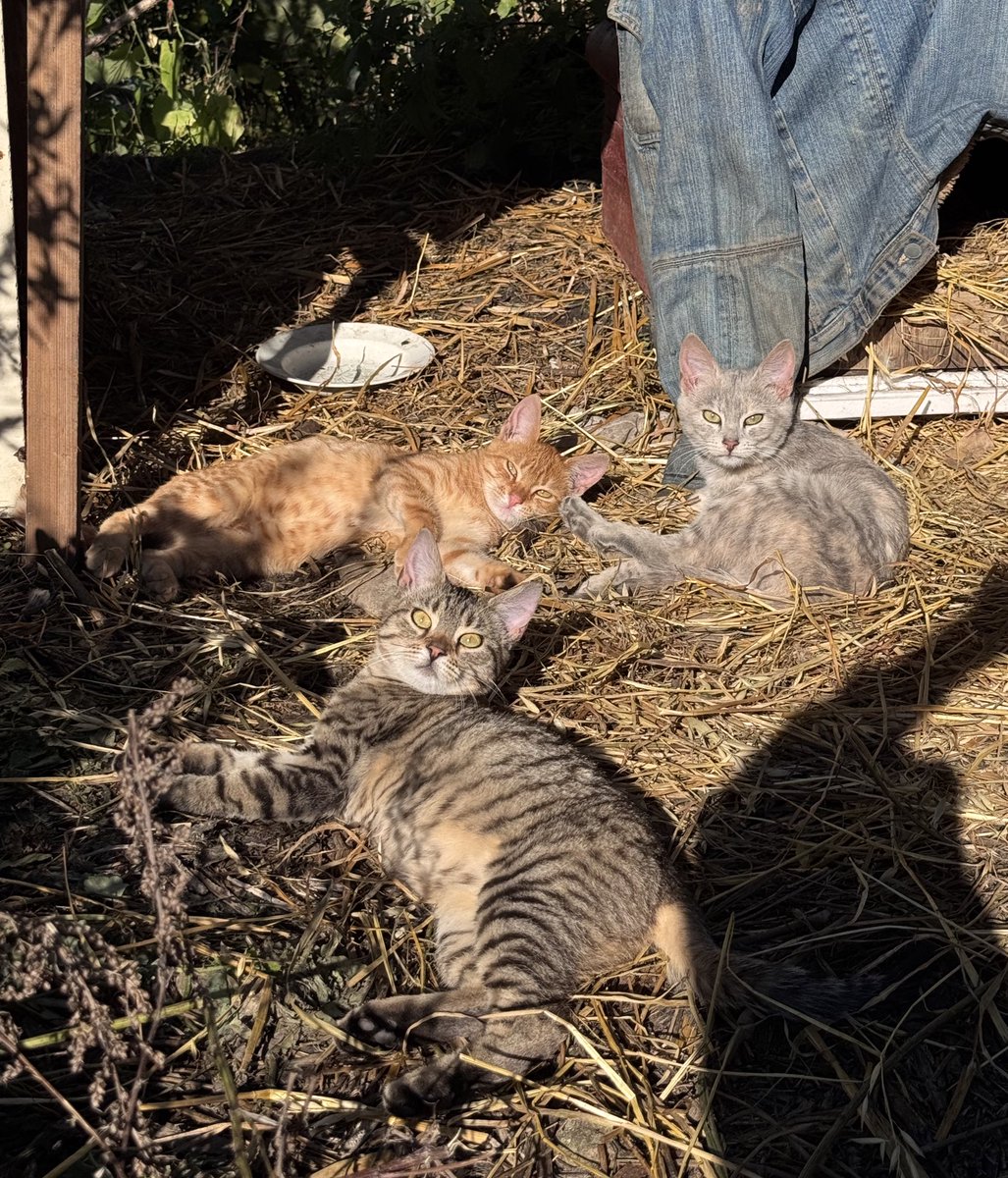 сьогодні діти неймовірно красиві💔
треба дім усім!
Кременець