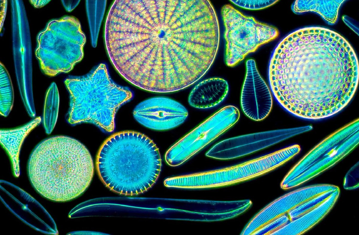 i love diatoms... these single-celled funny shaped algae with cell walls made of silica that produce around 20% of the earth's oxygen...