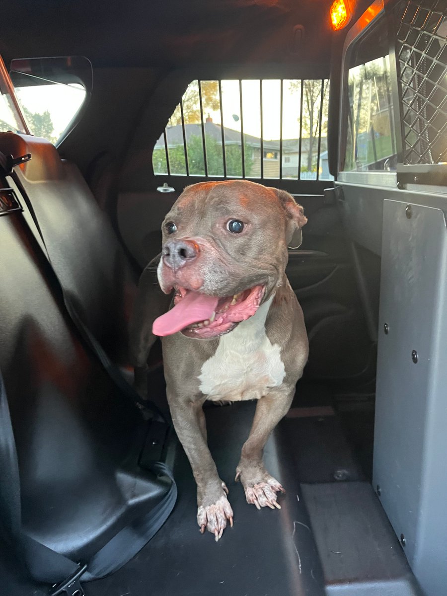 We found this loose dog roaming the fine streets of IGH on Upper 73rd Street/Dawn Avenue.  If she is yours you can find her at the South St Paul Animal Hospital.