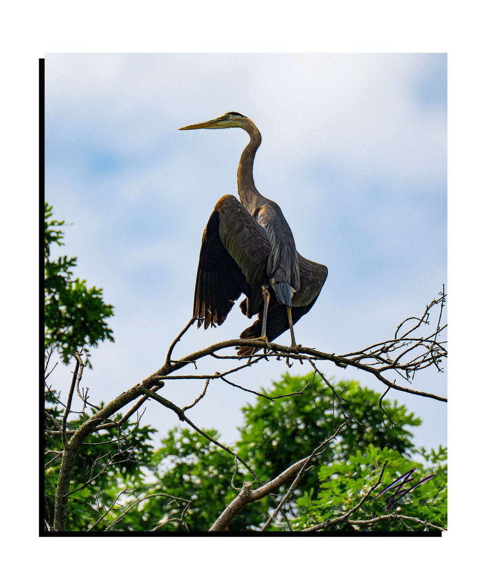 Intellectual Nebula Services tweet media