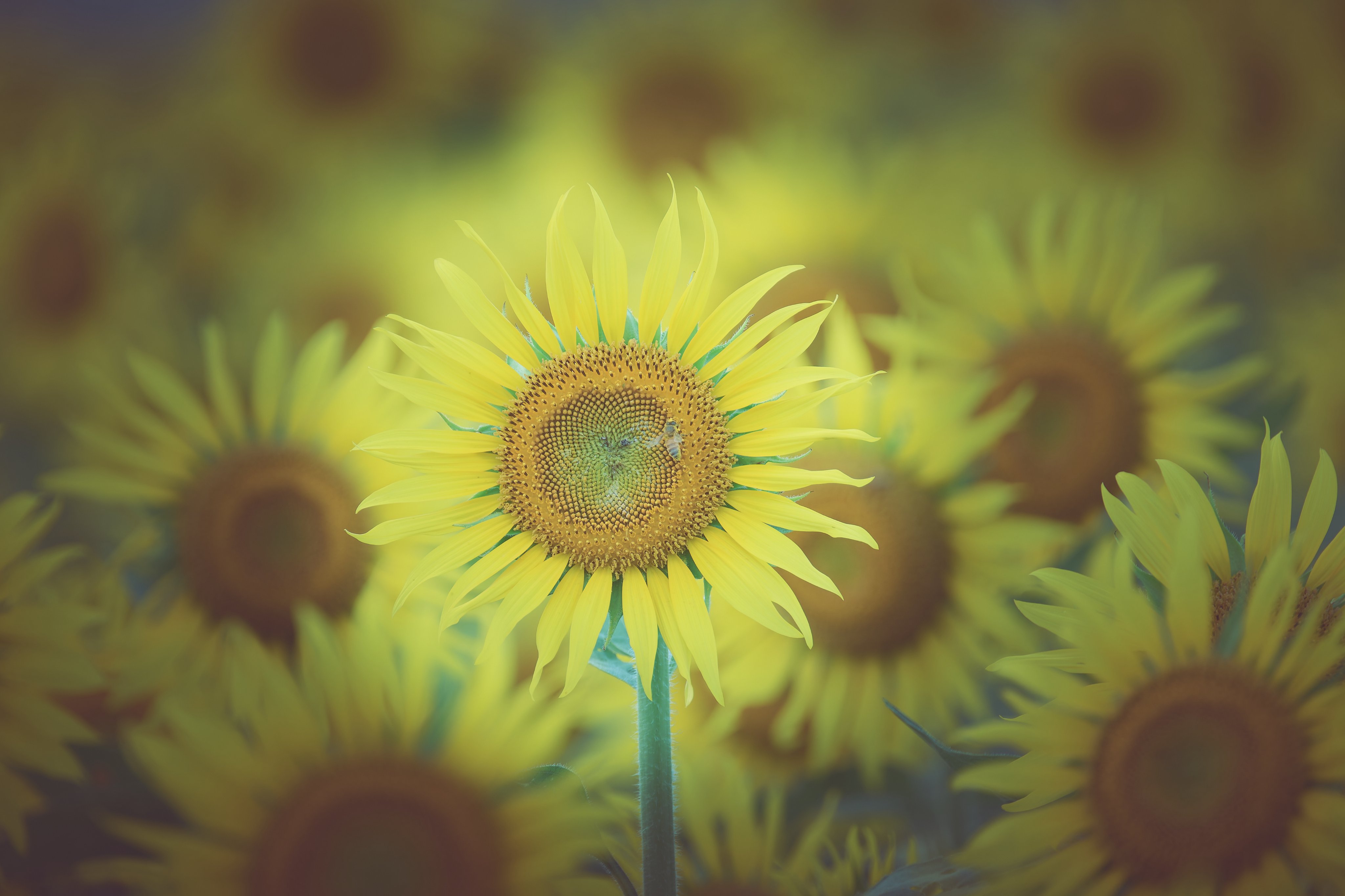 花★リピーター様割 Z1447】【アイデア雑貨】間仕切りサッとパタパタ省エネカーテン