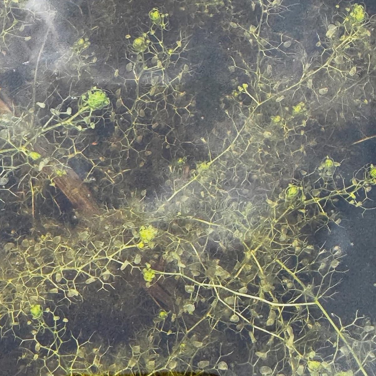 Bladderwort – with its fascinating carnivorous trap!
A bog favourite, deemed “the most sophisticated carnivorous trapping mechanism to be found anywhere in the plant kingdom” en.wikipedia.org/wiki/Utricular…
#WalesPeatlandAction
Photo by Dave Reed <a href="/NatResWales/">Cyfoeth Naturiol Cymru | Natural Resources Wales</a>