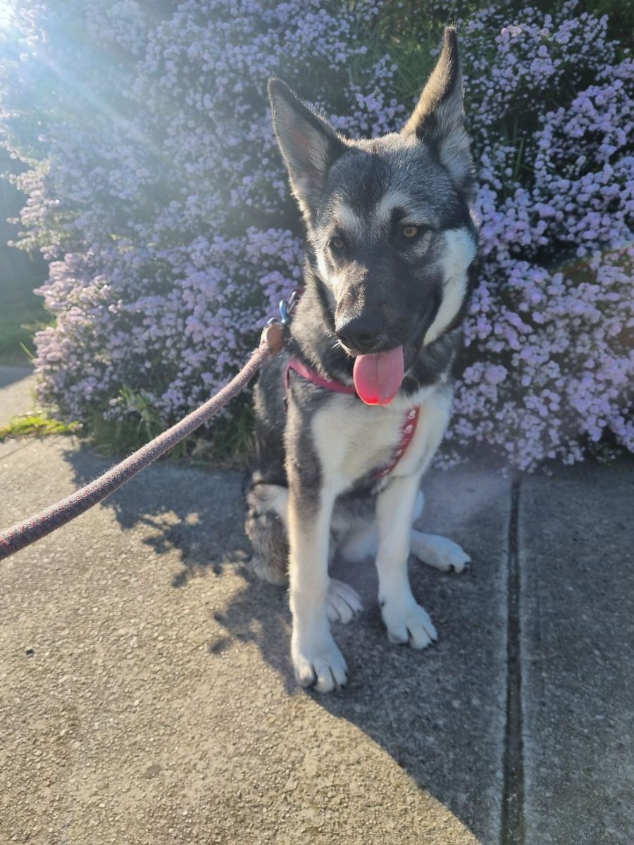 IvyInu_SOL's tweet image. We need creativity and hustle. This contest isn&apos;t just for fun; it&apos;s a critical part of our funding strategy for Operation Rewild. Show us what you&apos;ve got. #CryptoContest #Solana #Community #Urgent #IvyInu $IVY