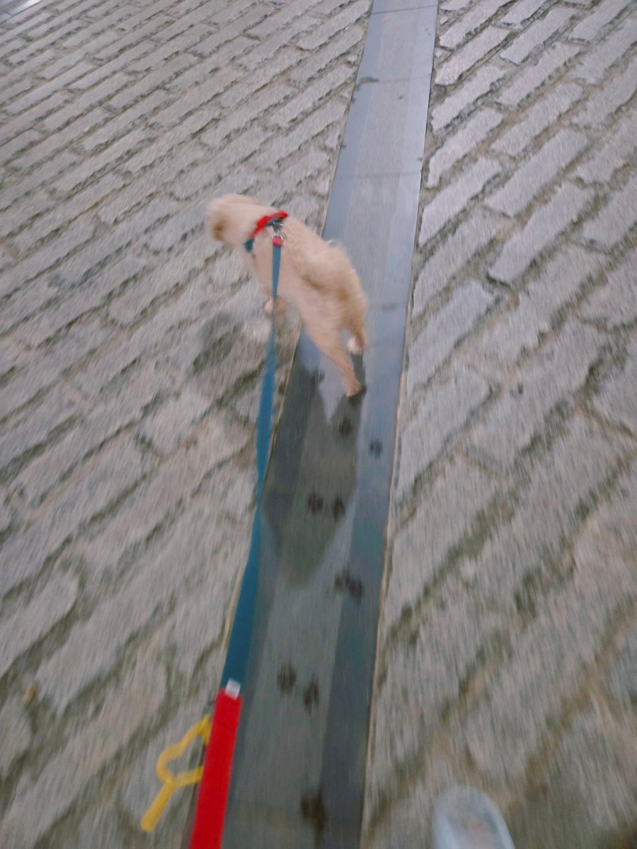 부스터야채 (@fpvhxm) on Twitter photo 