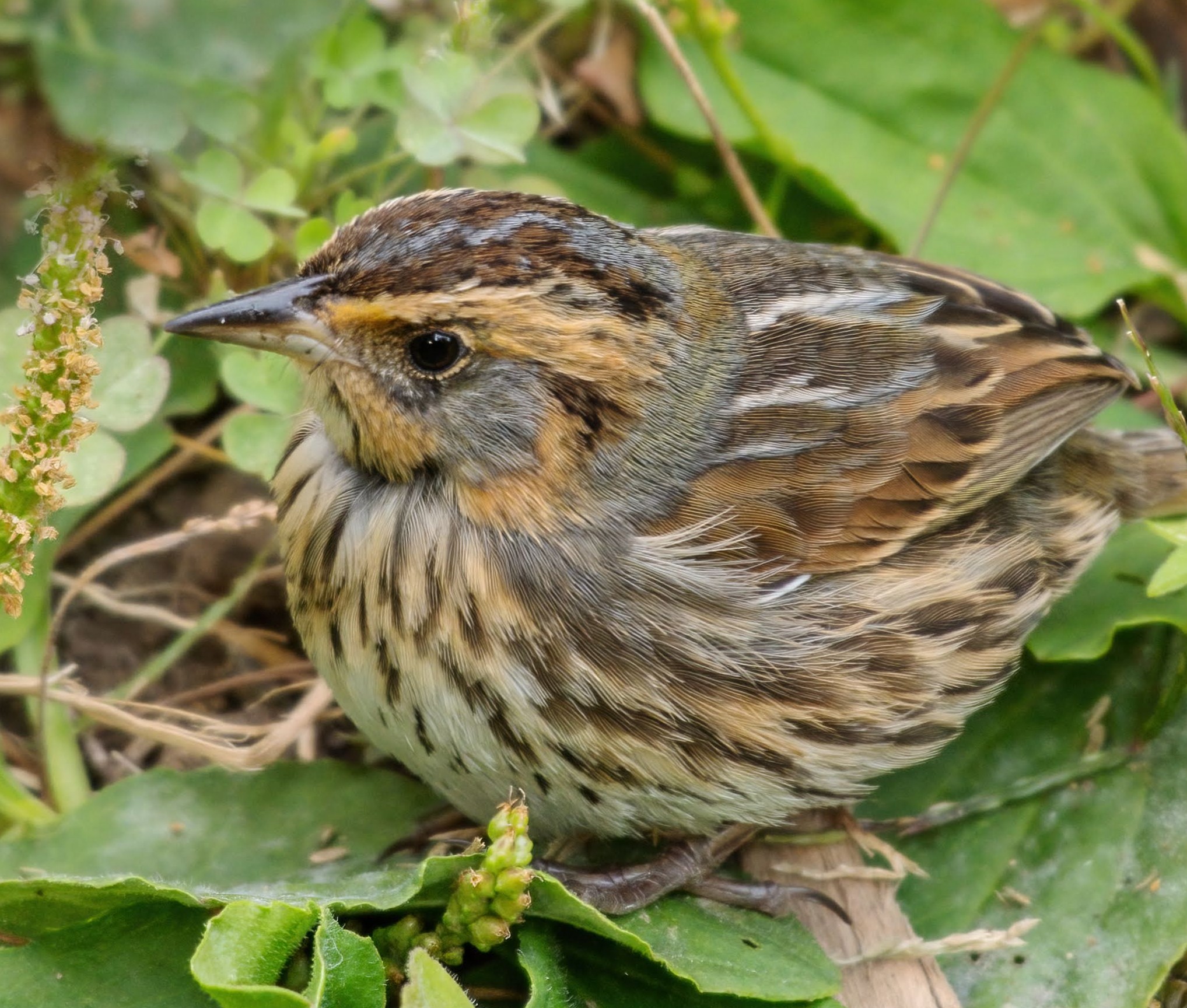 Manhattan Bird Alert on X: 