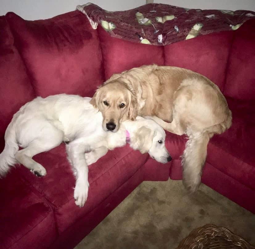 A #ThrowbackThursday of Huckleberry and Holly-berry 5 years ago 
#GRC