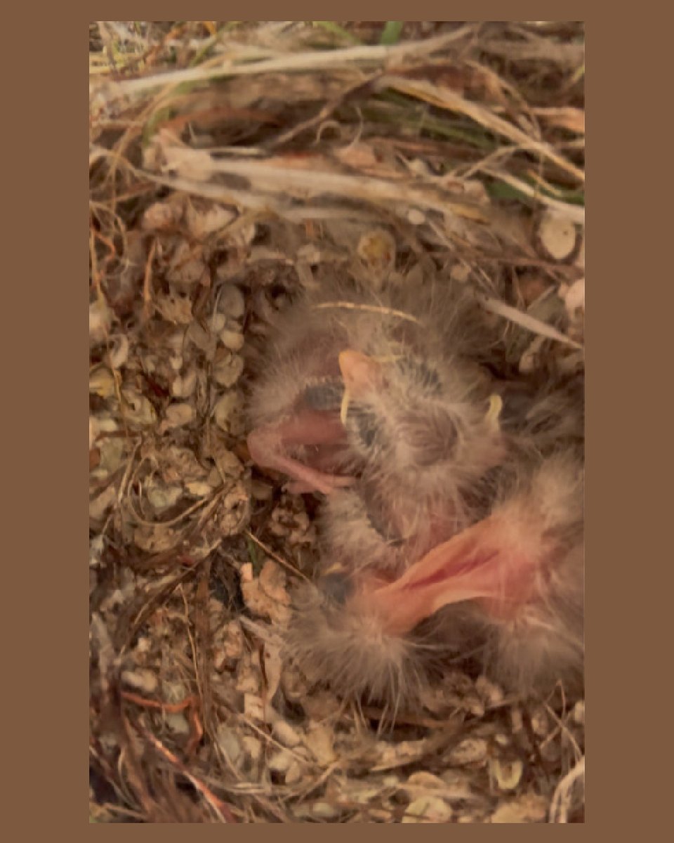 MeridianBird's tweet image. 🪺 This house finch nest with hatchlings inside a facility isn’t just a distraction—it’s a compliance and safety risk. Don’t handle it yourself. Report it right away using our Found a Bird form ➡️ bit.ly/3PthIMd
 #FacilityManagement #BirdControl