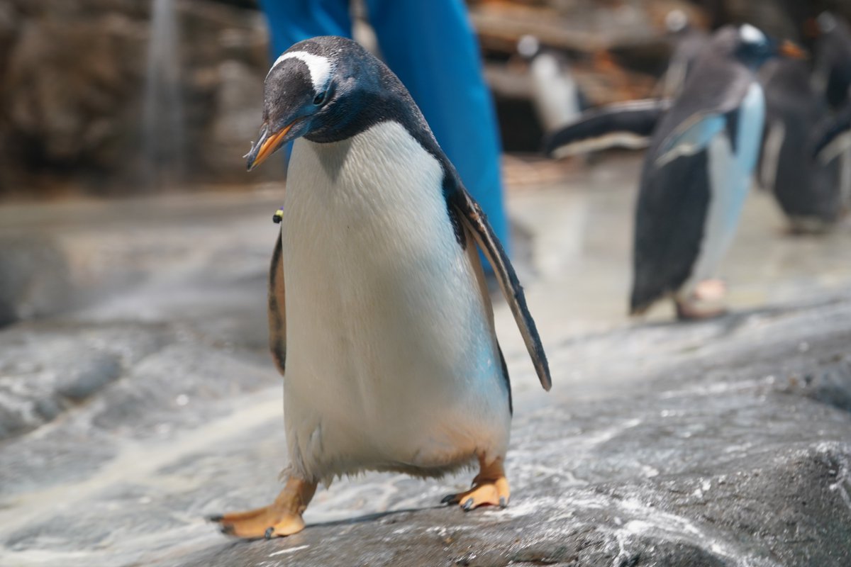 たしっ #ジェンツーペンギン #海響館