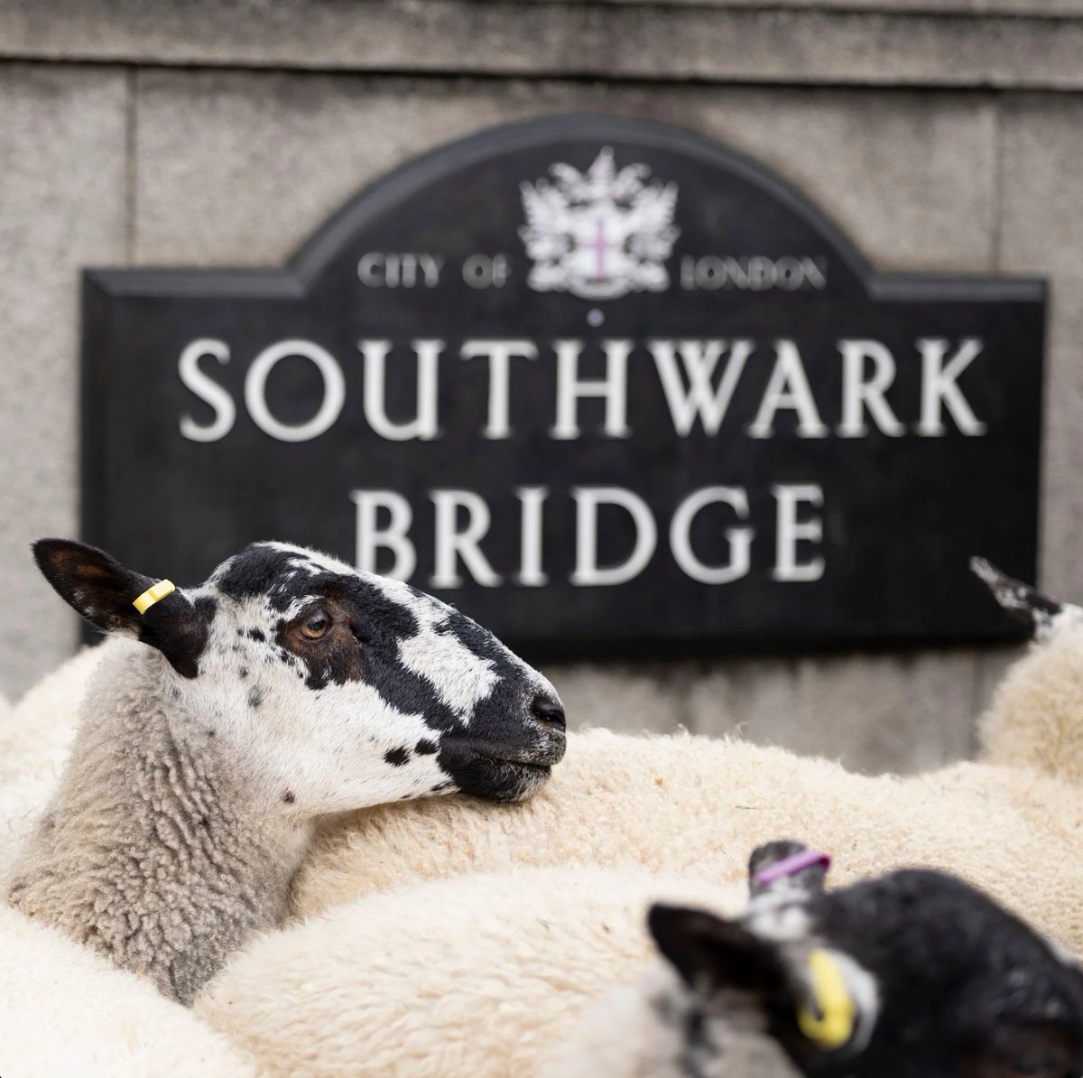 We're excited to celebrate all things woolly this Sunday at the #SheepDrive in London 🇬🇧

The event showcases the relevance of wool as a sustainable &amp; versatile material in today’s world.
We will have our full range of Herdysleep bedding and Herdysleep mattress for you to try.