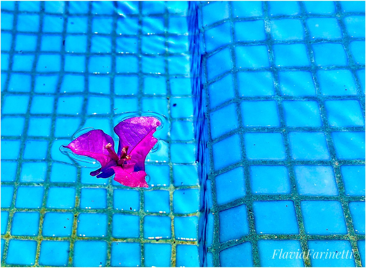 FlaviaF_1310's tweet photo. @DailyPicTheme2 One flower can be the whole difference 🌺 #contrast #Flowers #byebyesummer #DailyPictureTheme #mexicolors #flavphoto #one #happythursday https://t.co/BnhZQrxrbz