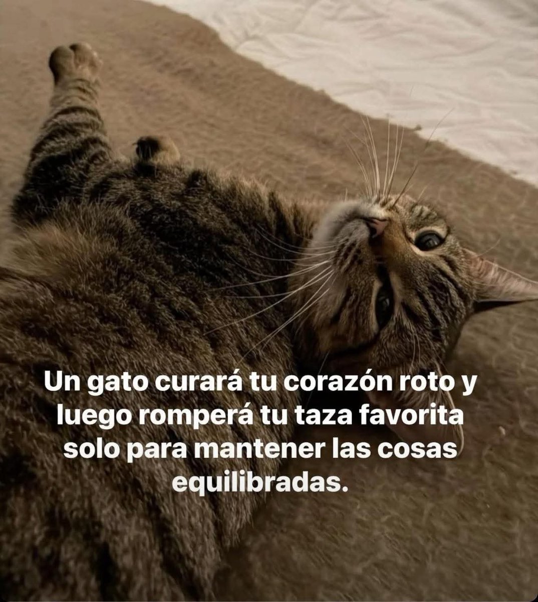 Tiofelino's tweet image. Equilibrio perfecto ⚖️🐾🐱