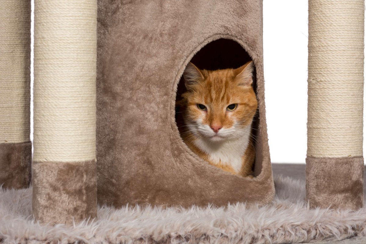 Prevue Pet Products tweet media
