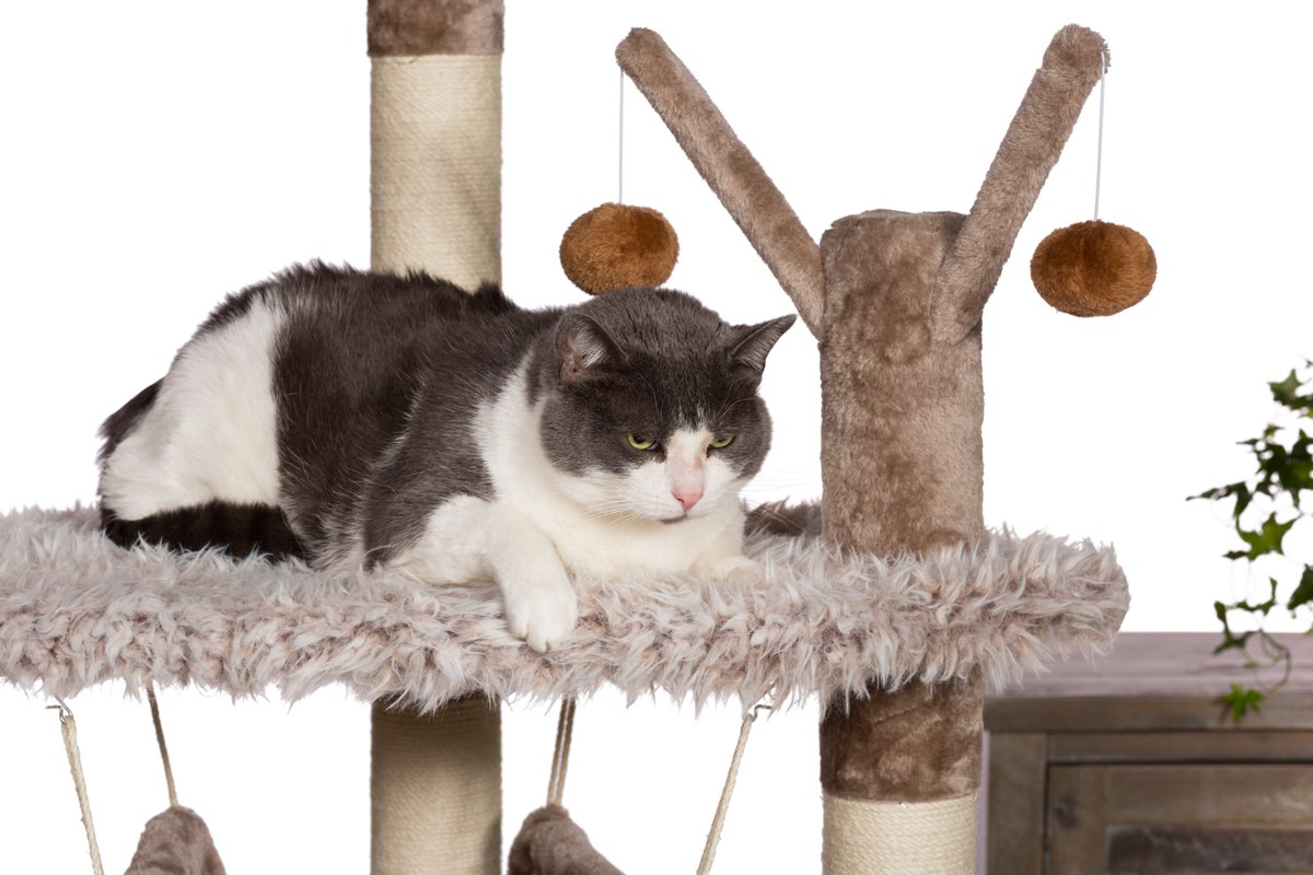 Prevue Pet Products tweet media