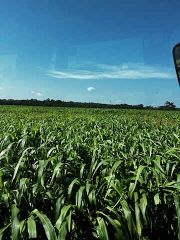 New Braunfels, TX – ADV S6525 sorghum-sudangrass heading into its 3rd cutting.
✔️ Excellent regrowth
✔️ Strong forage yield

For more info, call our Advanta Rep, Buck Fox: (361) 446-9021 #texas #texasag #texasseed #sorghum