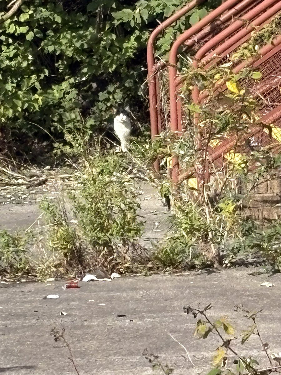 Bryan1dfc's tweet image. Getting some help with the birds, he’s everywhere I go 😀