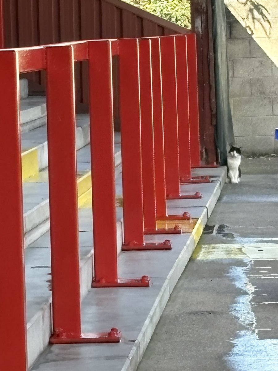 Bryan1dfc's tweet image. Getting some help with the birds, he’s everywhere I go 😀