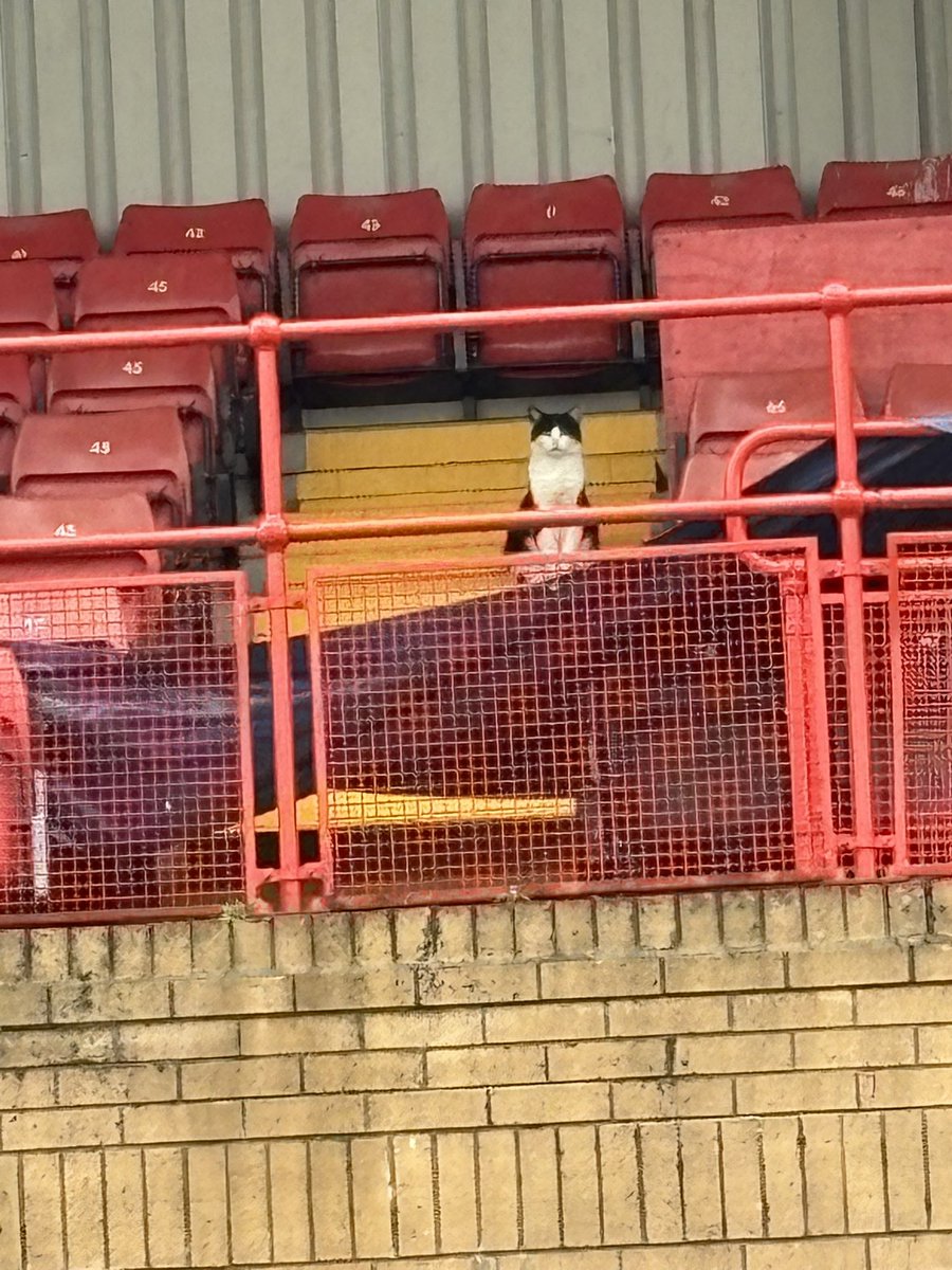 Bryan1dfc's tweet image. Getting some help with the birds, he’s everywhere I go 😀