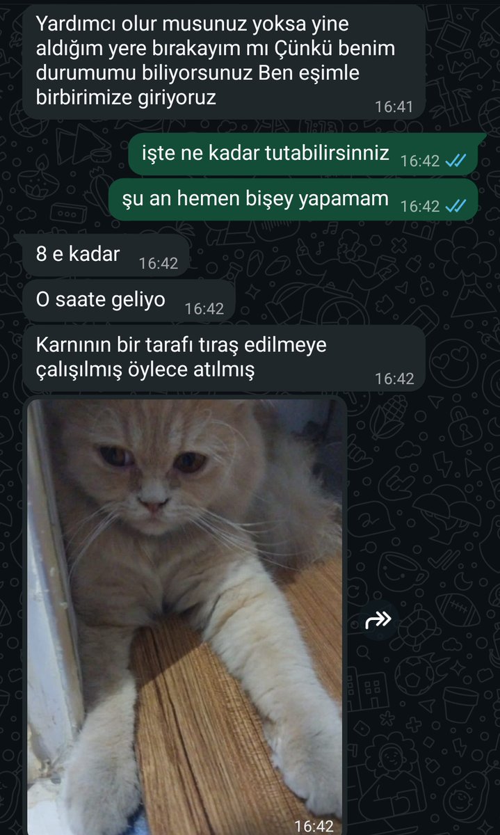 Bakın şimdi geldi WhatsApp ıma ben artık tıkandım elimden bir şey gelmiyor aldıklarım yuva bulamıyor evde 5 geçici kedi aylardır yuva arıyorum yok pansiyondaki kliniktekiler ayrı. Akşam 8 e kadar tutarım ancak diyor korumaya alacak ilgilenebilecek kimse var mı? 
Çokta üzülüyorum