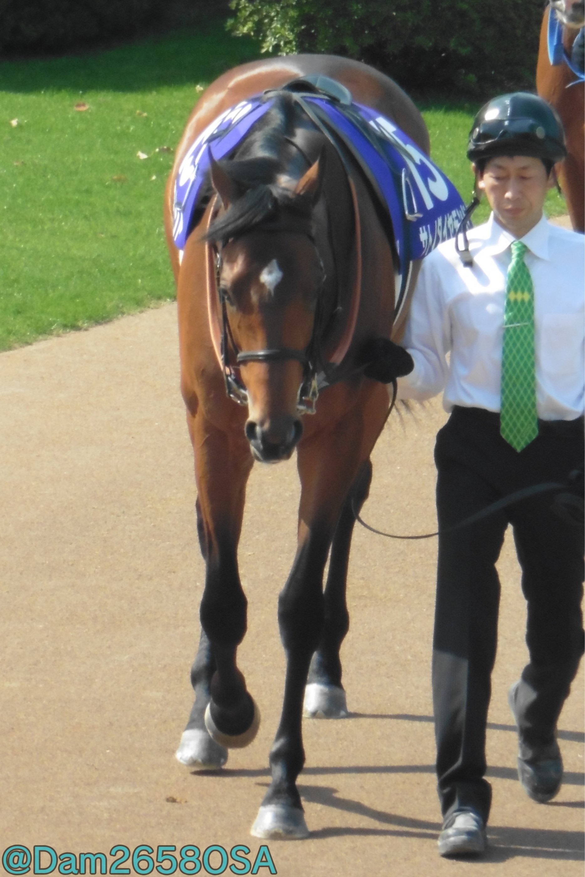 サトノダイヤモンド 新馬戦〜天皇賞・春２歳から４歳国内全１０戦現地単勝馬券セット DameMame -だめまめ- on X: 