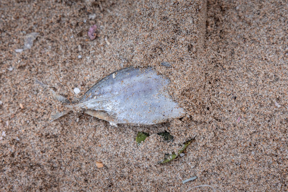Super typhoon Ragasa’s fish tale at a beach in Hong Kong