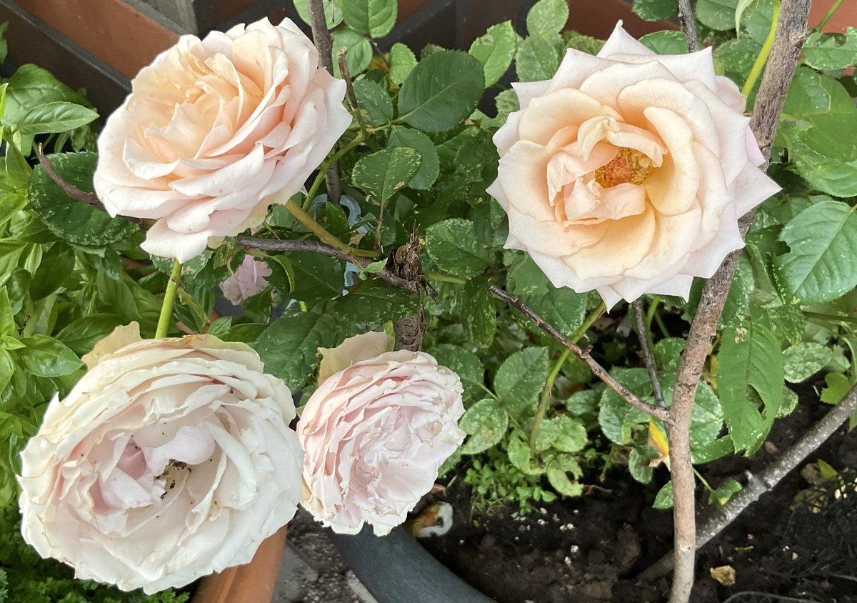 +13˚C today. Last night was cold, I covered the cherry tomatoes, my precious Hokkaido squash and roses. They survived and look happy! 
For breakfast: sourdough rye bread with cucumber, egg, Kalle’s roe paste and Jamón Serrano, figs, plums and, passion fruit, mandarin, coffee.