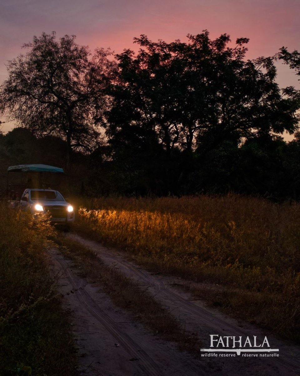 🌅 Wake Up to the Wild
Staying overnight? Our early morning and late afternoon safaris immerse you in nature when wildlife is most active. From sunrise sightings to golden-hour photography, every drive is an adventure.

#StayAndExplore #LuxurySafari #FathalaWildlife
