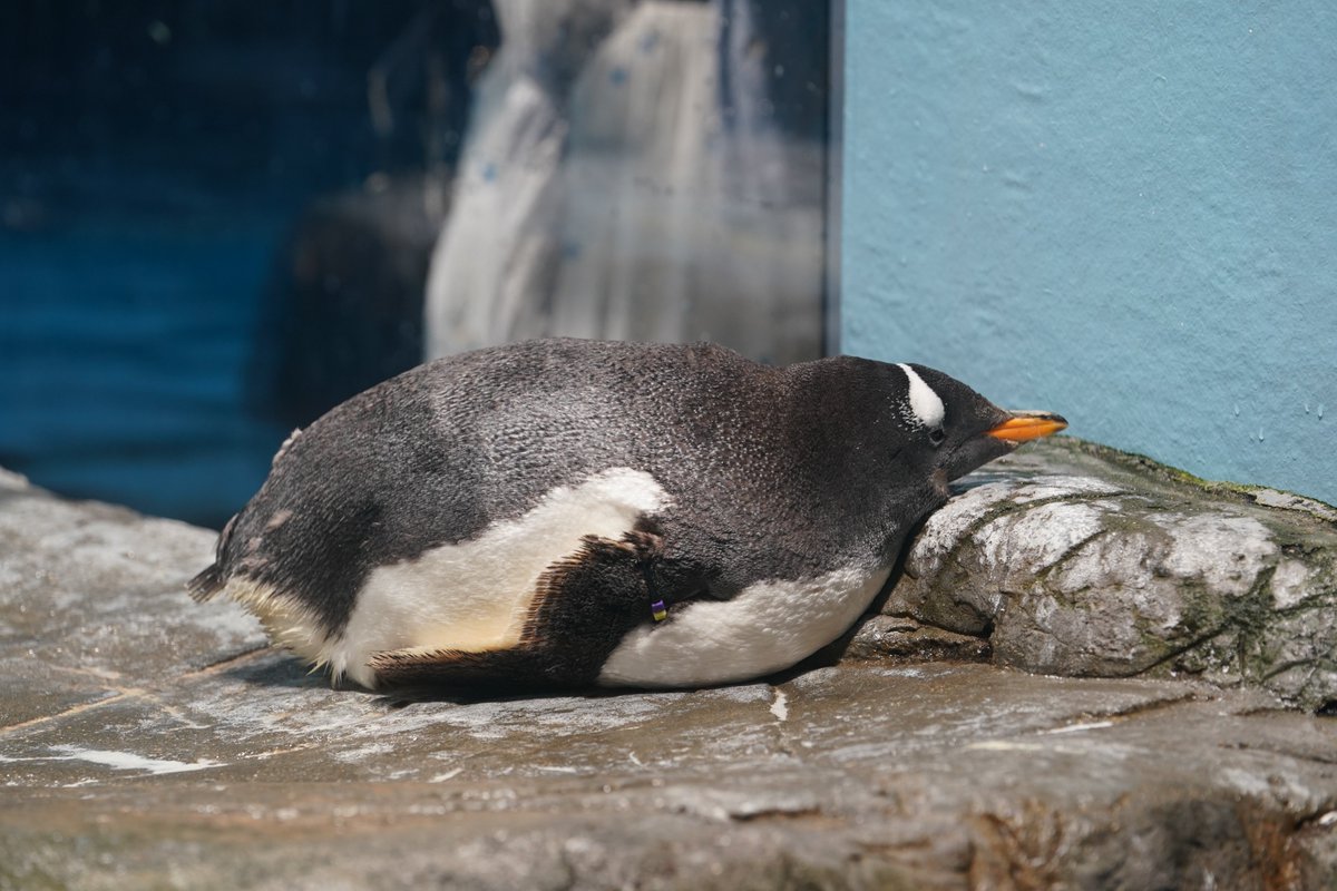 換羽がしんどいので朝からふて寝を決め込む若氏 #ジェンツーペンギン