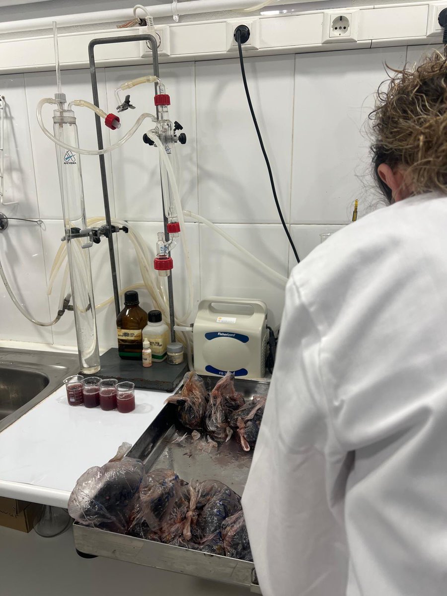 El control de maduración no acaba en el viñedo: sigue en el laboratorio. 🍇🔬

Nuestra enóloga Carmen Murillo combina análisis y experiencia sensorial para definir el punto justo de vendimia.

👉 Así nacen vinos equilibrados y de alta calidad. 🍷

#ZuazoGaston #RiojaAlavesa