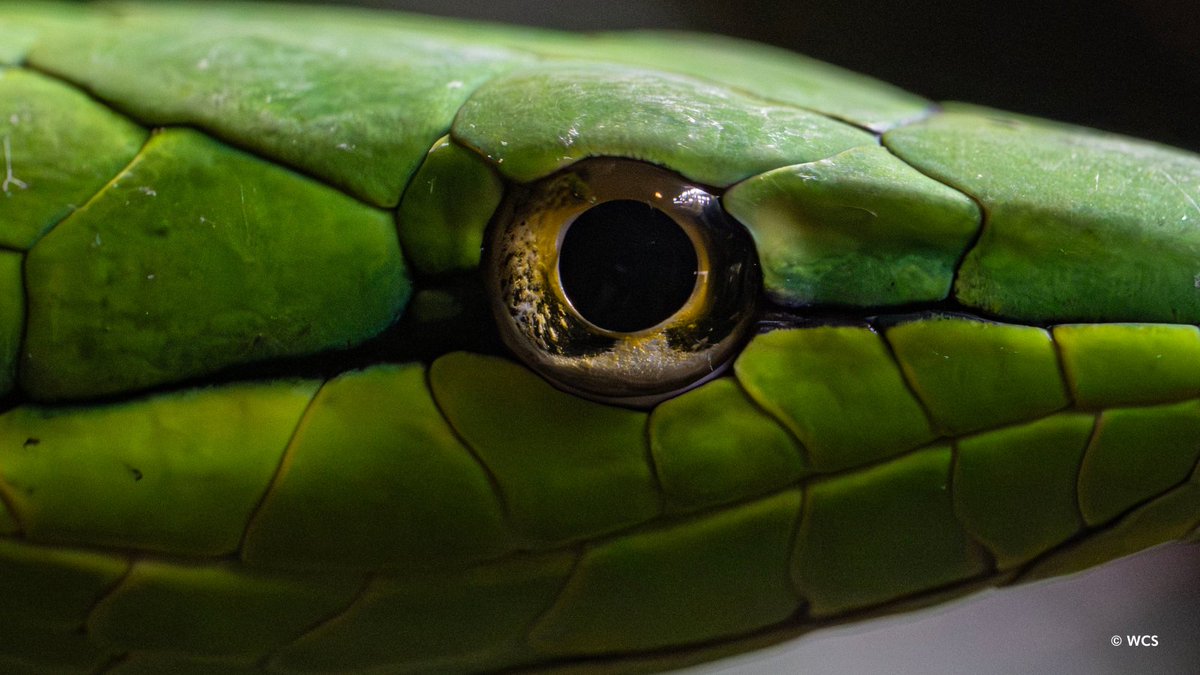 BronxZoo's tweet image. You can learn a lot from an animal's eyes. Pupil shape is an adaptation that often indicates the time of day when an animal is active or its role as predator or prey. (1/3)
📸: WCS photographer, Terria Clay